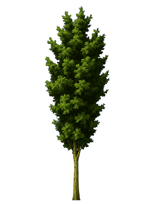 Elm animation placeholder